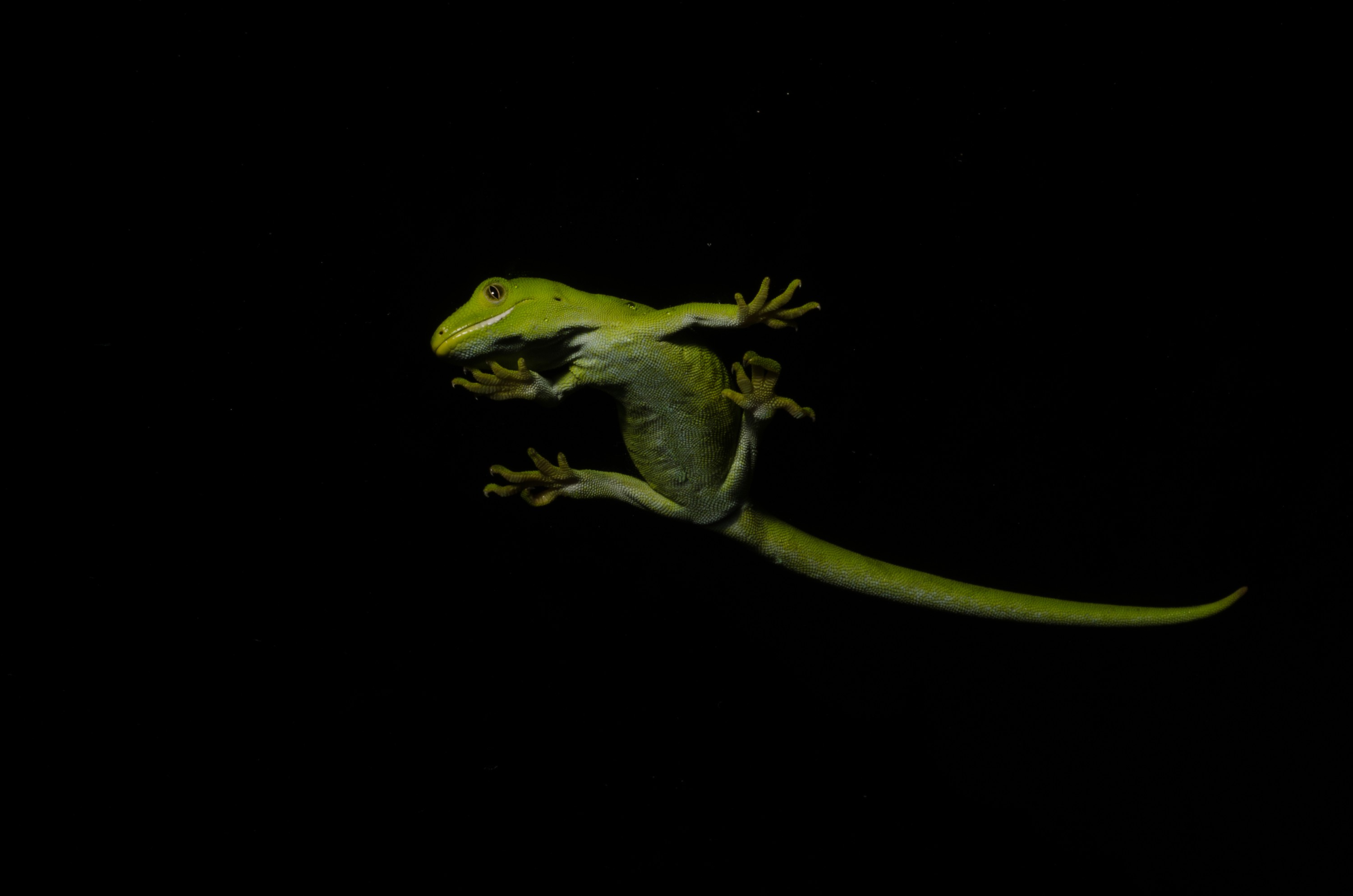 DSC_6022 – Auckland, green, gecko, Naultinus, elegans, elegans, home, lizard, Crispin, reptiles, amphibians, rare, cold, blood, new, new zealand, zealand, nz